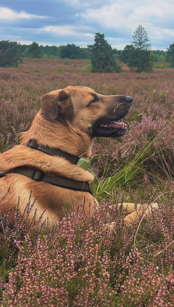 Hundetreffen-Gruppenspaziergang Hagen und Umgebung-Profilbild