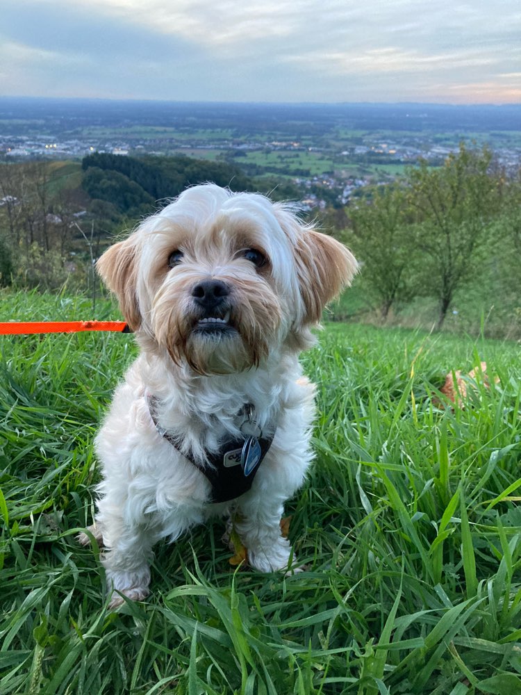 Hundetreffen-Timmy sucht Hundefreunde in Bühl-Profilbild