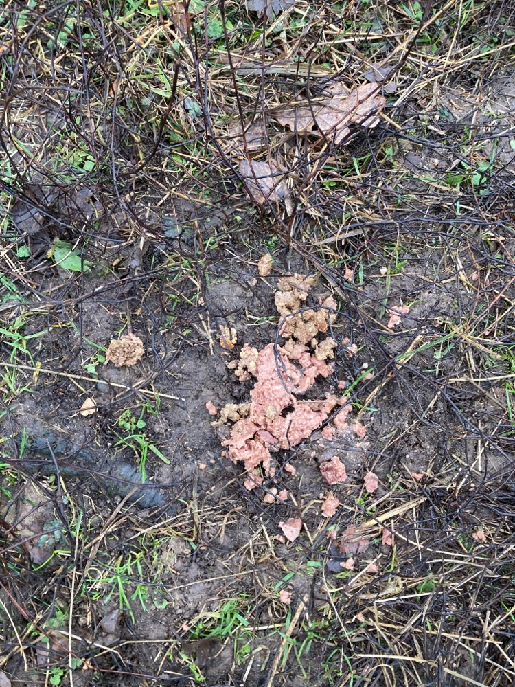 Giftköder-Nassfutter-Profilbild