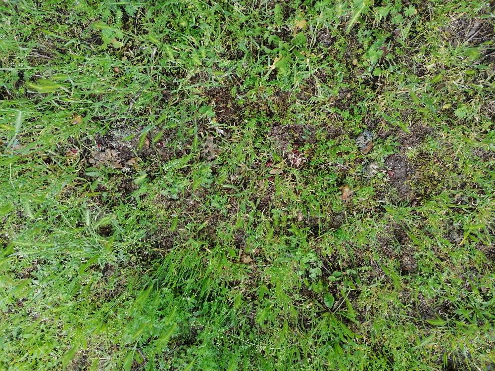 Giftköder-verdorbenes Essen?-Profilbild