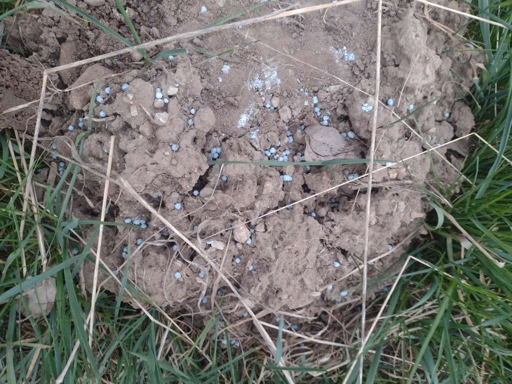 Giftköder-Blaukorndünger-Profilbild