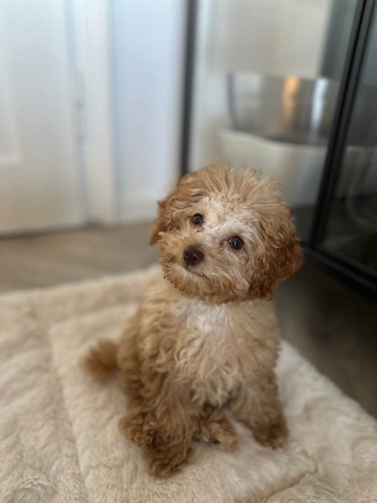Hundetreffen-Toypudel-Welpe „Raya“ sucht Freunde-Profilbild