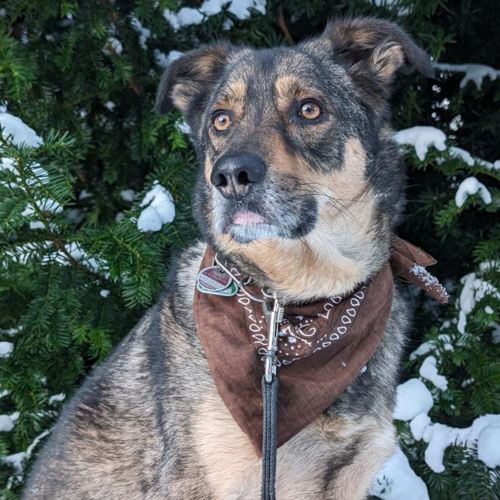 Hundetreffen-Zum spielen und Gassi gehen-Profilbild