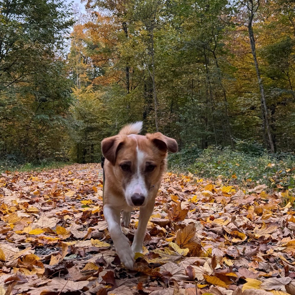 Hundetreffen-Social Walk-Profilbild