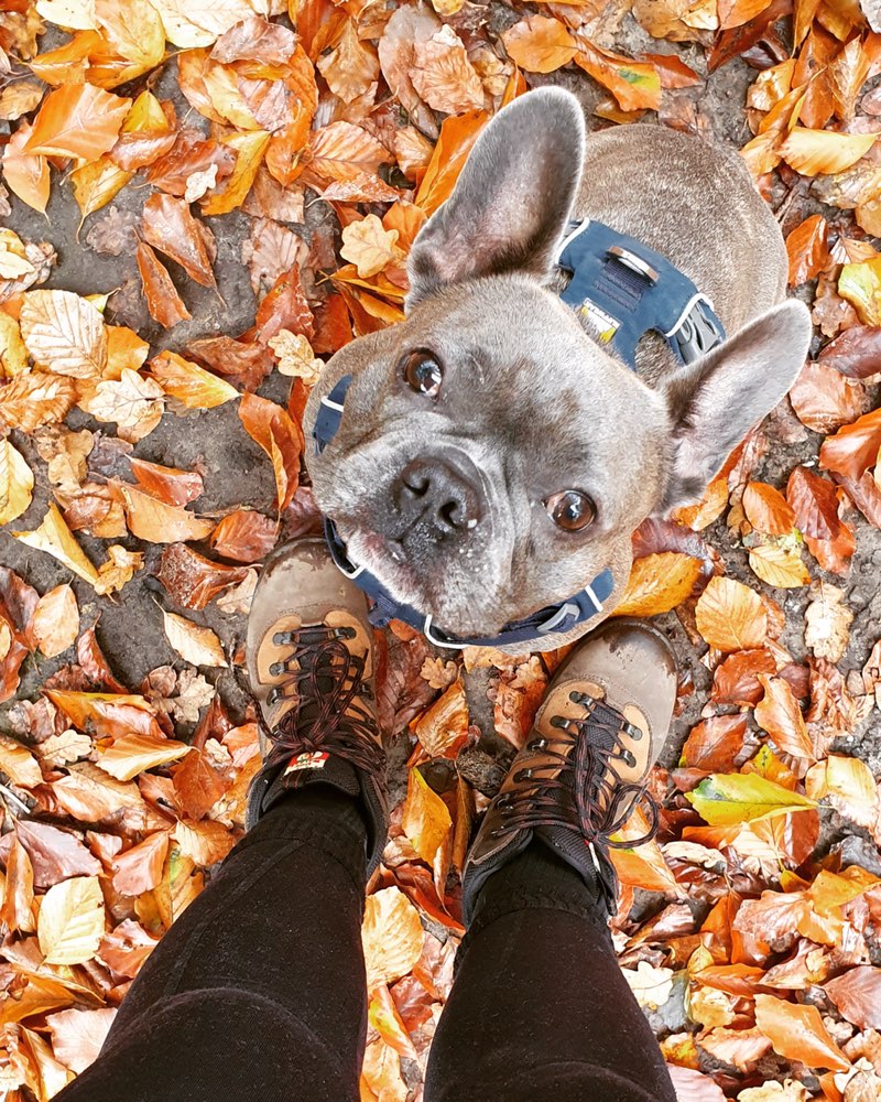 Hundetreffen-Bulldoggenfreunde gesucht-Profilbild