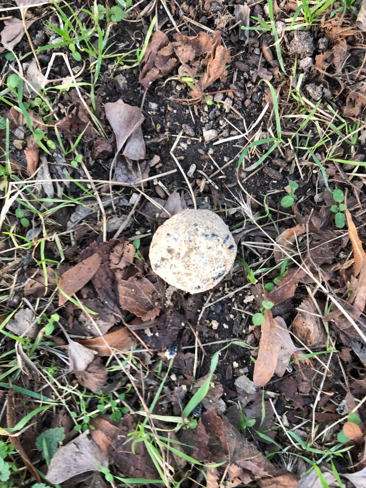 Giftköder-Vermutlich Giftköder im Mozartpark-Profilbild