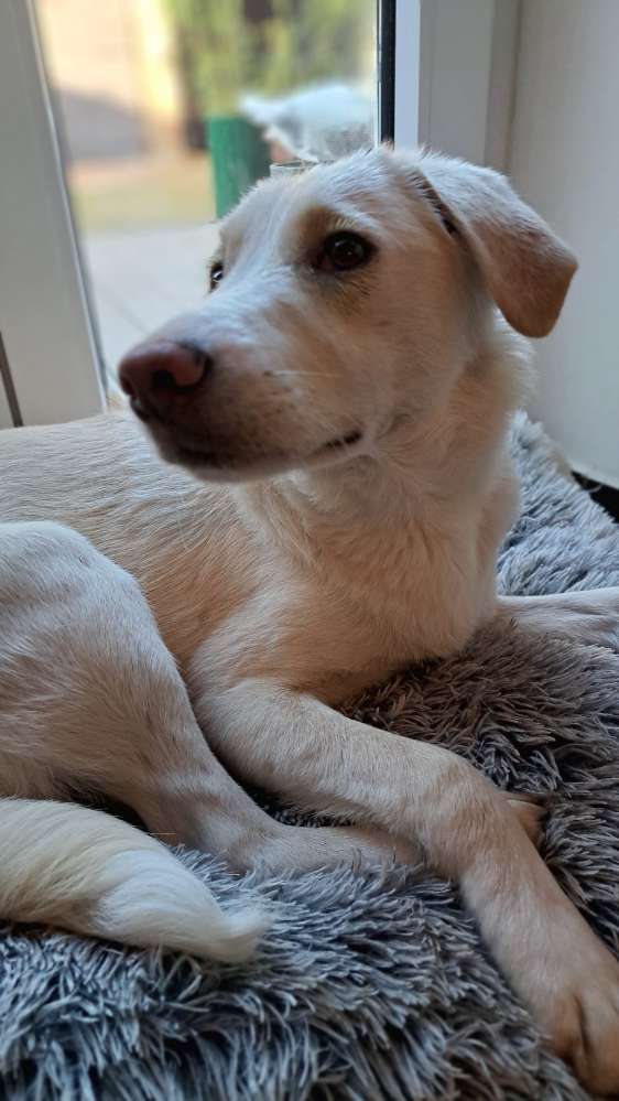 Hundetreffen-Gemeinsames toben in eingezäunten Garten-Profilbild