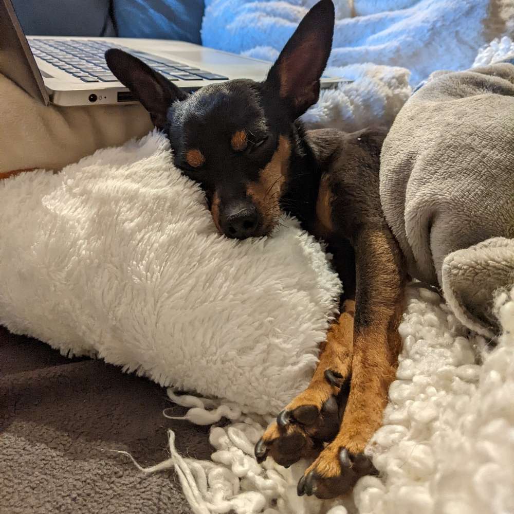 Hundetreffen-Welpen-/ Kleinhundtreffen West- oder Südpark-Profilbild