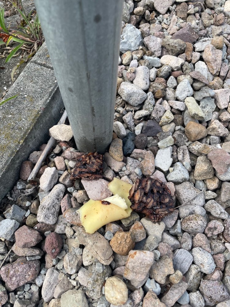 Giftköder-Mögliche Giftköder-Profilbild