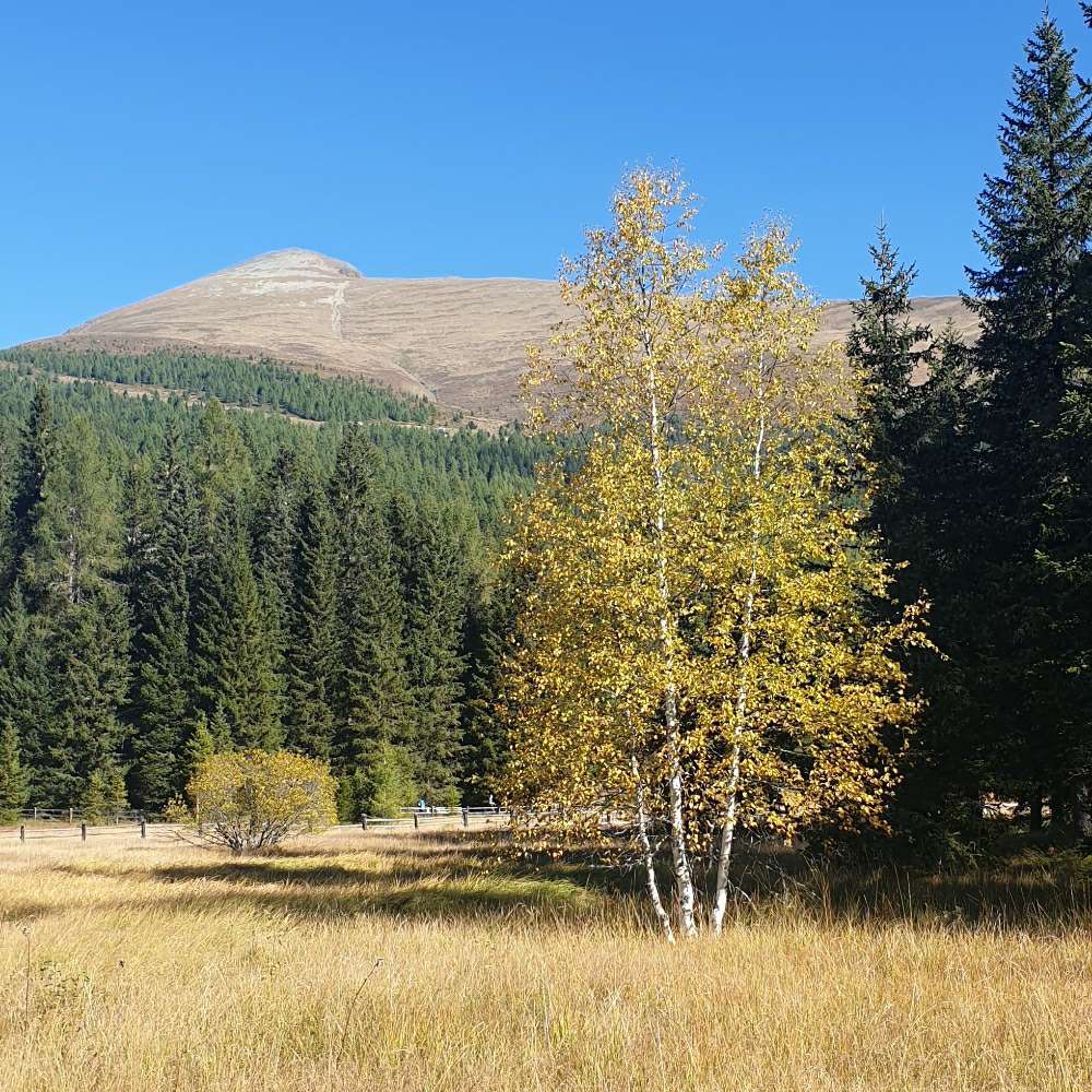 Hundetreffen-Hundetreff zum gemeinsamen Gassi, ggf. Spiel-Profilbild