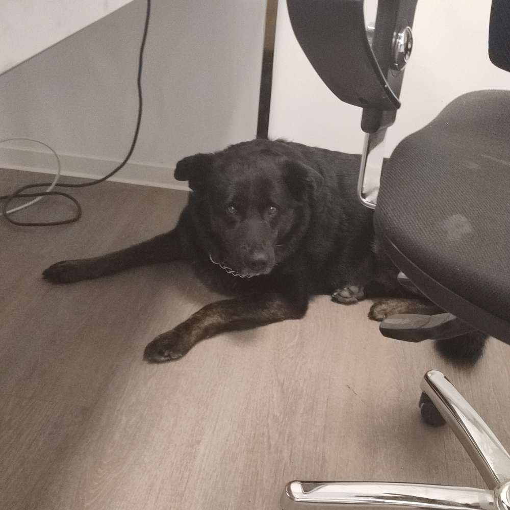 Giftköder-Vergifteter Hund-Profilbild