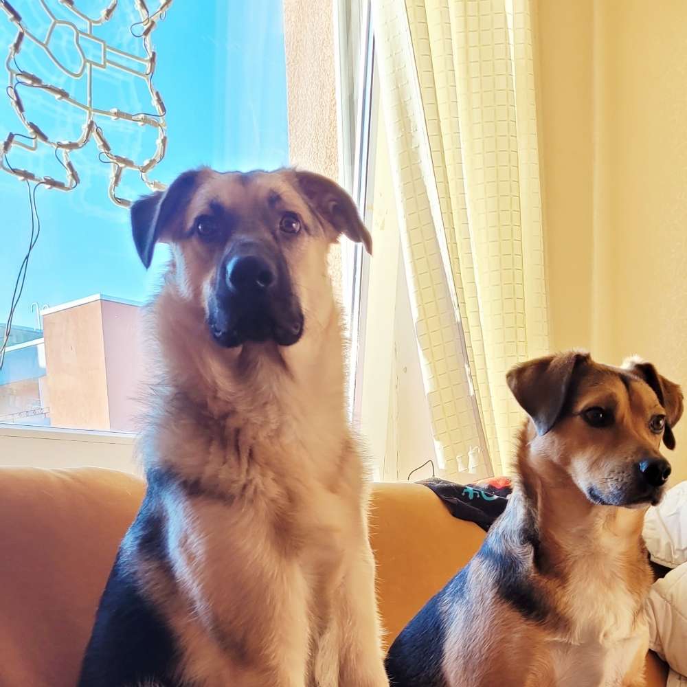 Hundetreffen-Junghund erwachsen Hund-Profilbild