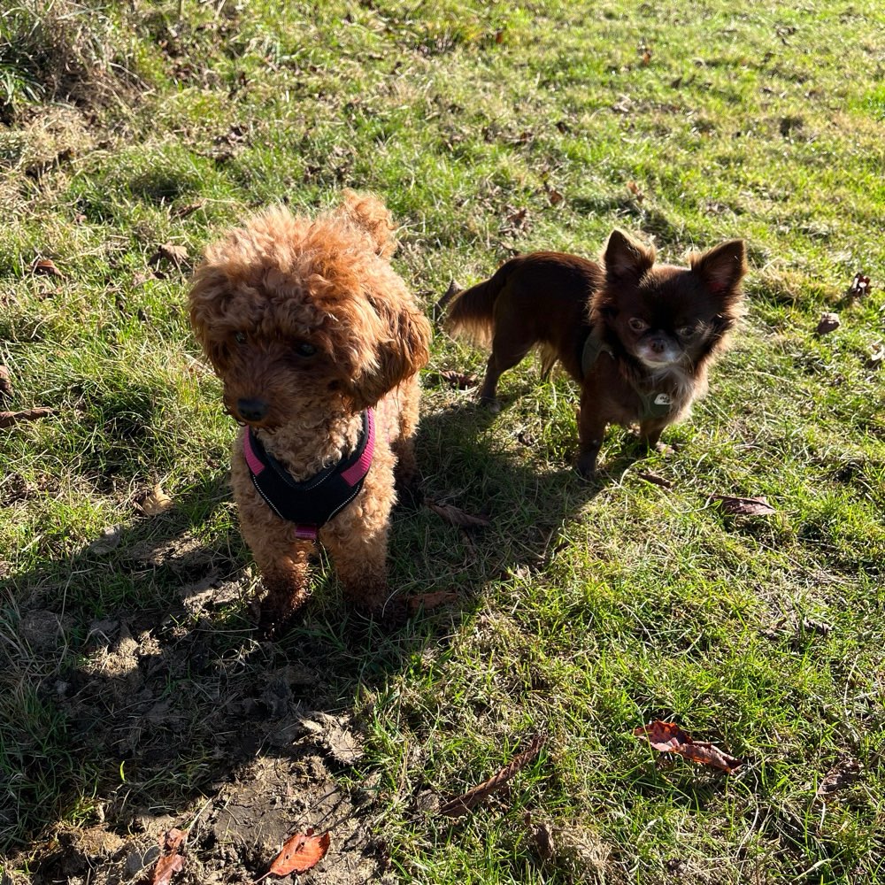 Hundetreffen-Suche Spielkameraden für meinen Chihuahua-Profilbild