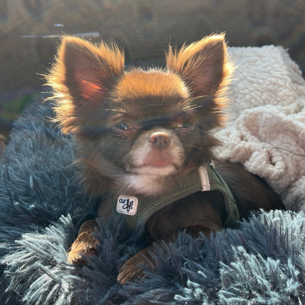 Ersteller:in Suche Spielkameraden für meinen Chihuahua Profilbild