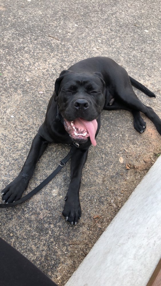 Hundetreffen-Taylor sucht Spielkameraden :)-Profilbild