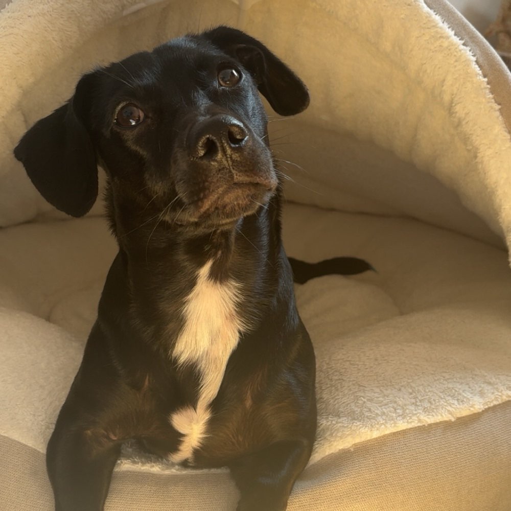 Hundetreffen-Spiel-, Gassi- und Trainingstreffen-Profilbild