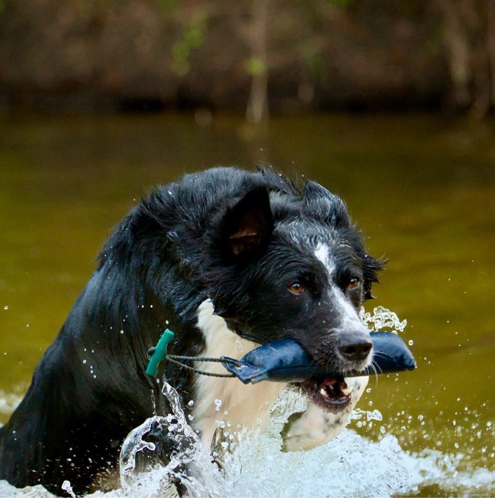 Hundetreffen-Gemeinsam Apportieren-Profilbild