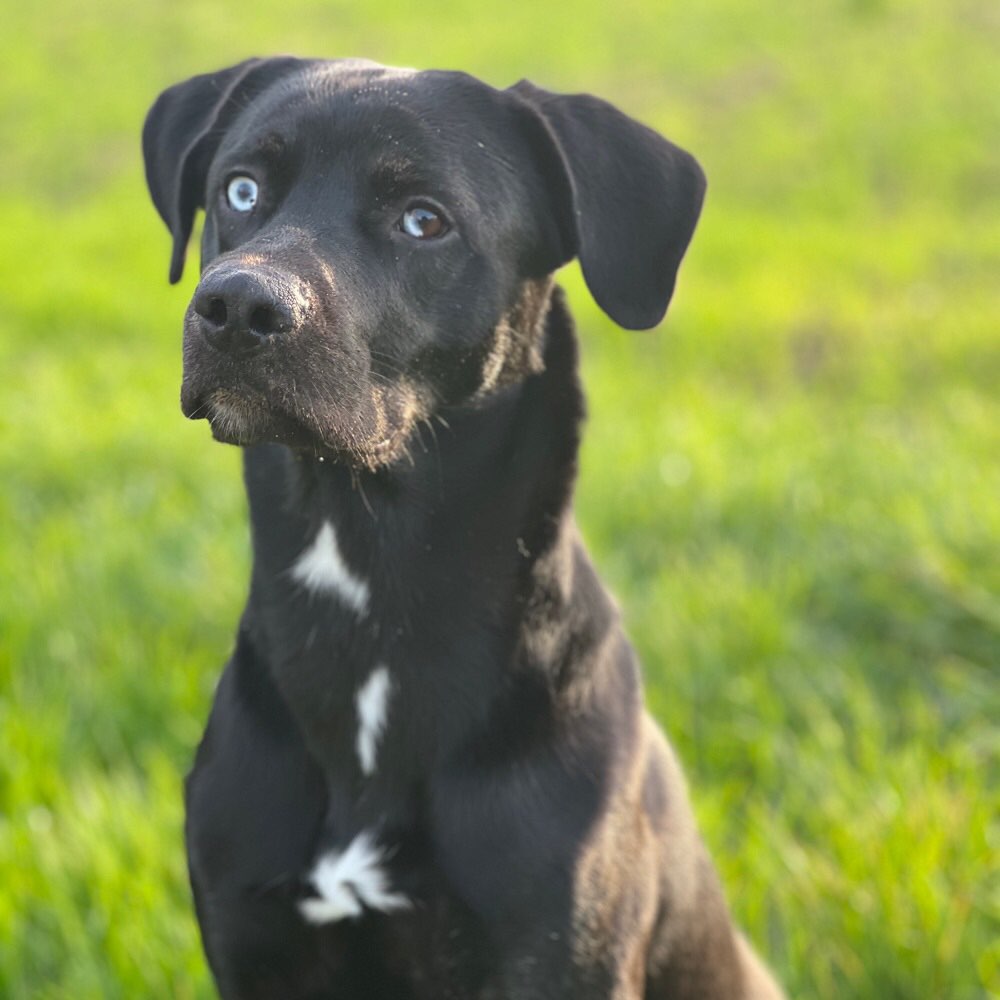 Hundetreffen-Spiel Freunde gesucht :)-Profilbild