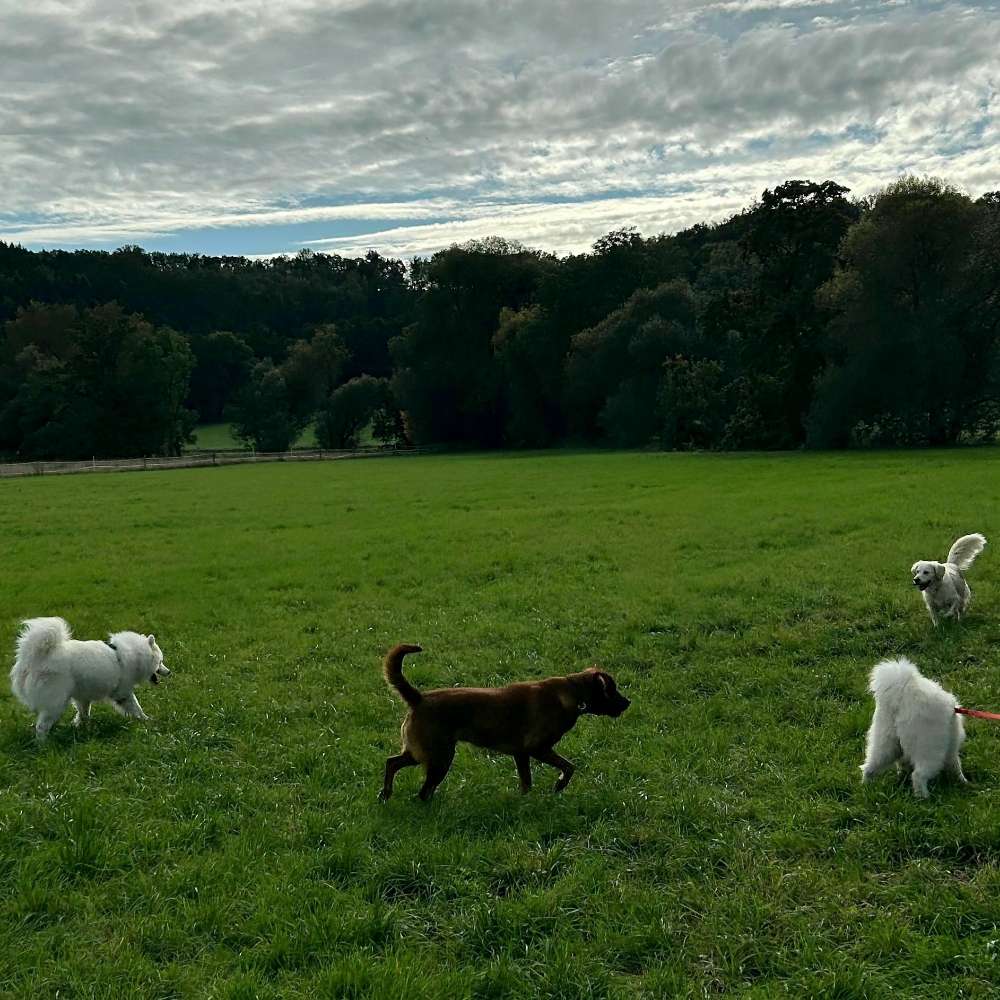 Hundetreffen-Spielen oder Spazieren gehen-Profilbild