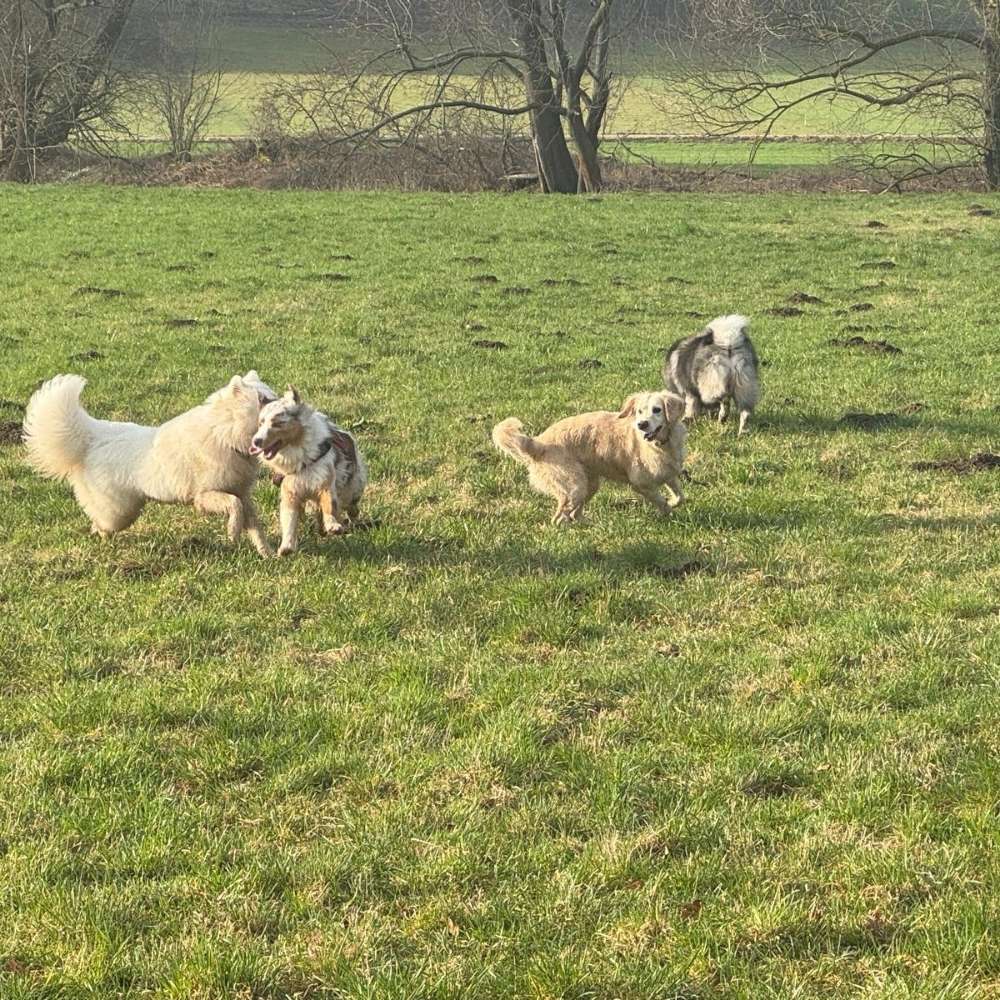 Hundetreffen-Spielrunde-Profilbild