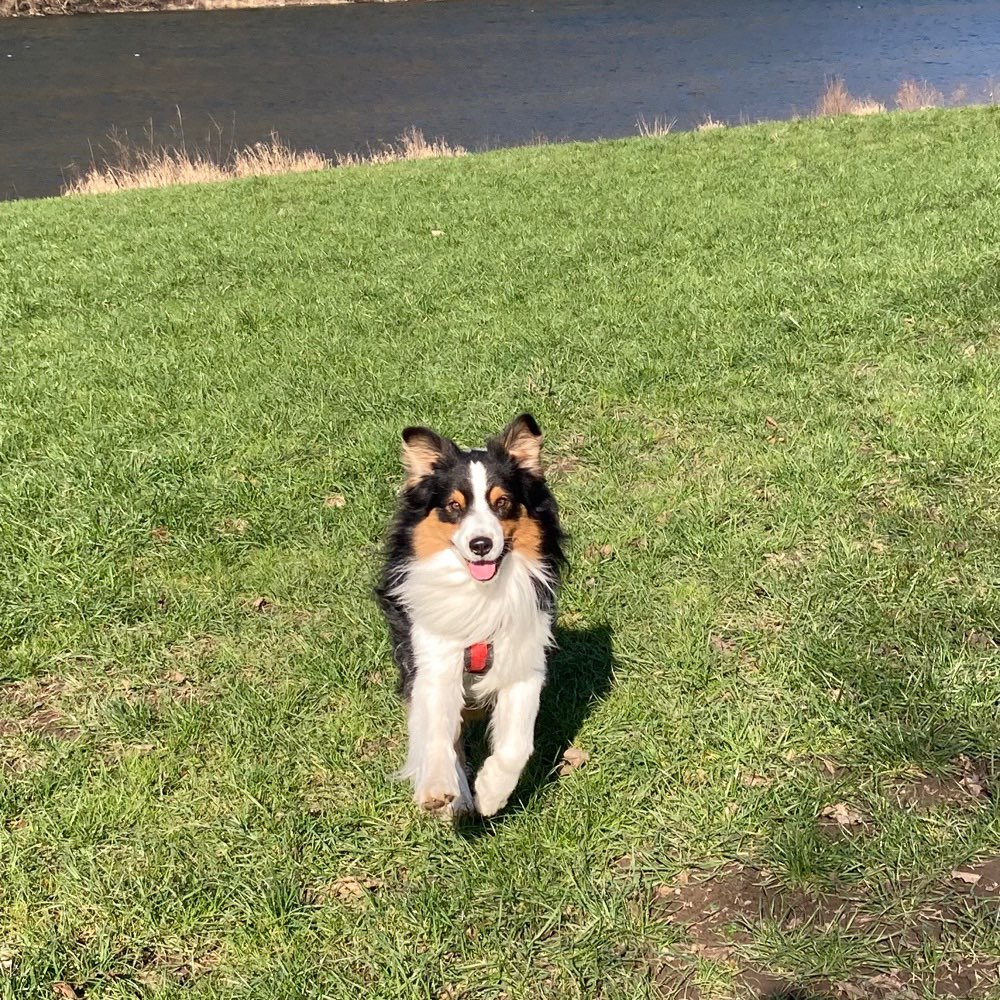 Hundetreffen-Spiel- und Spaziergefährten gesucht-Profilbild