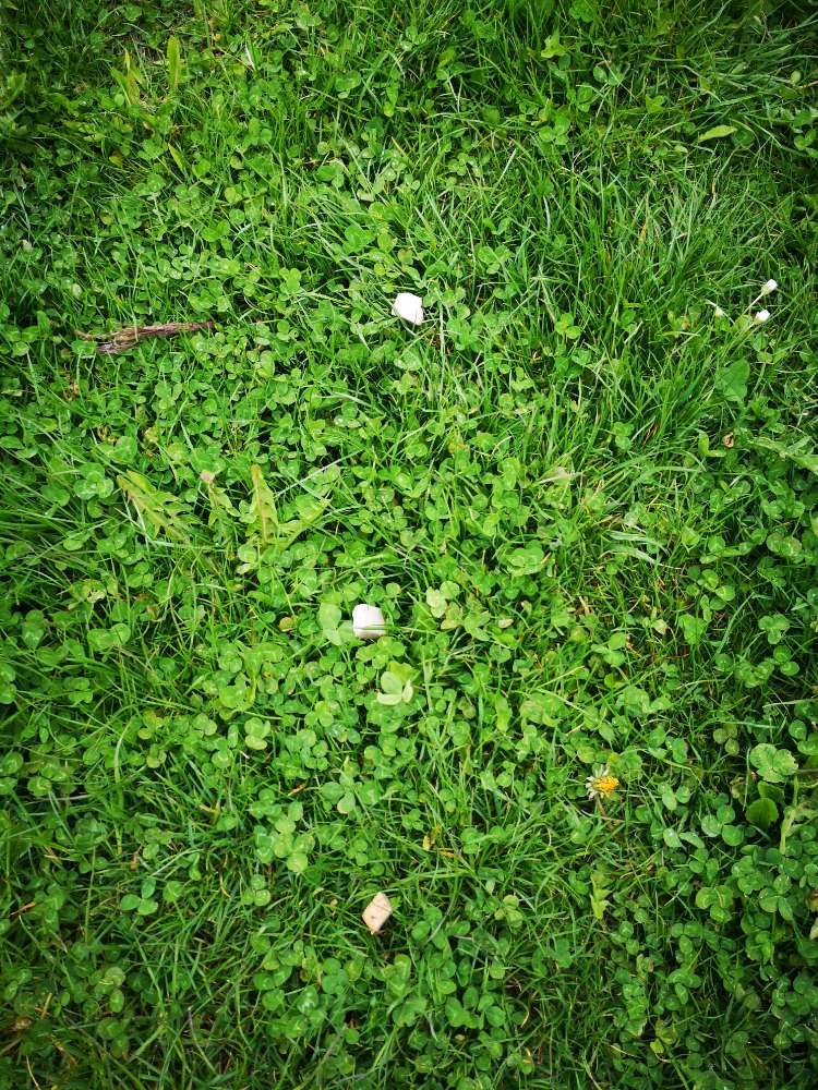 Giftköder-Auffällig ausgelegter Leberkäse-Profilbild