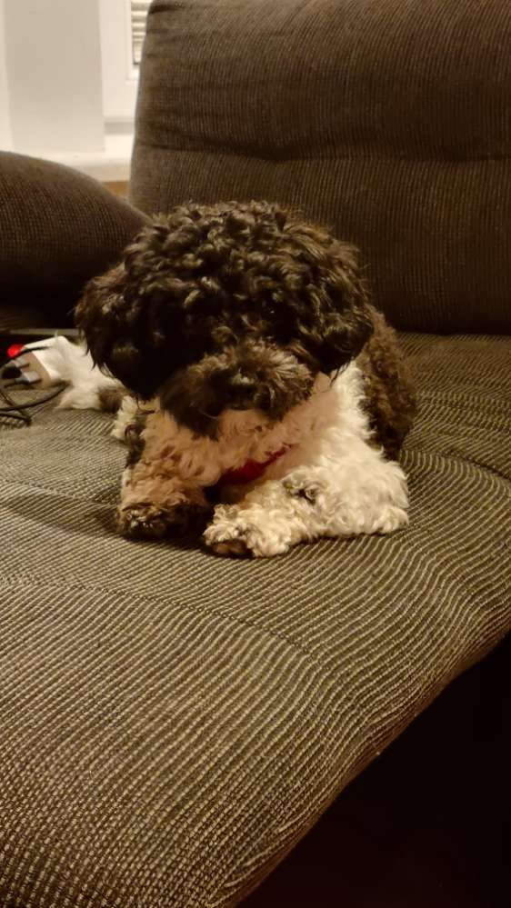 Hundetreffen-Welpen und junghunde treffen in Niestetal-heiligenrode-Profilbild