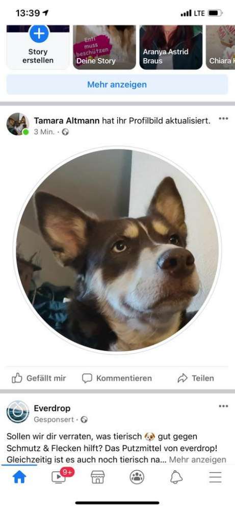 Hundetreffen-Suche Junghunde zum gemeinsamen Flitzen-Profilbild