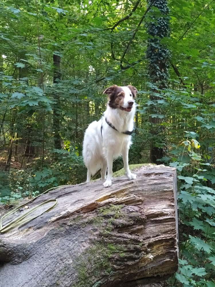 Hundetreffen-Hundefreund gesucht-Profilbild