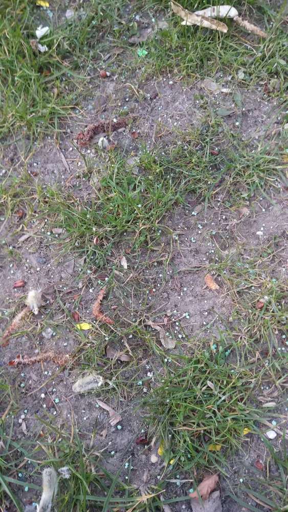 Giftköder-Grüne Pulver Fhain-Profilbild