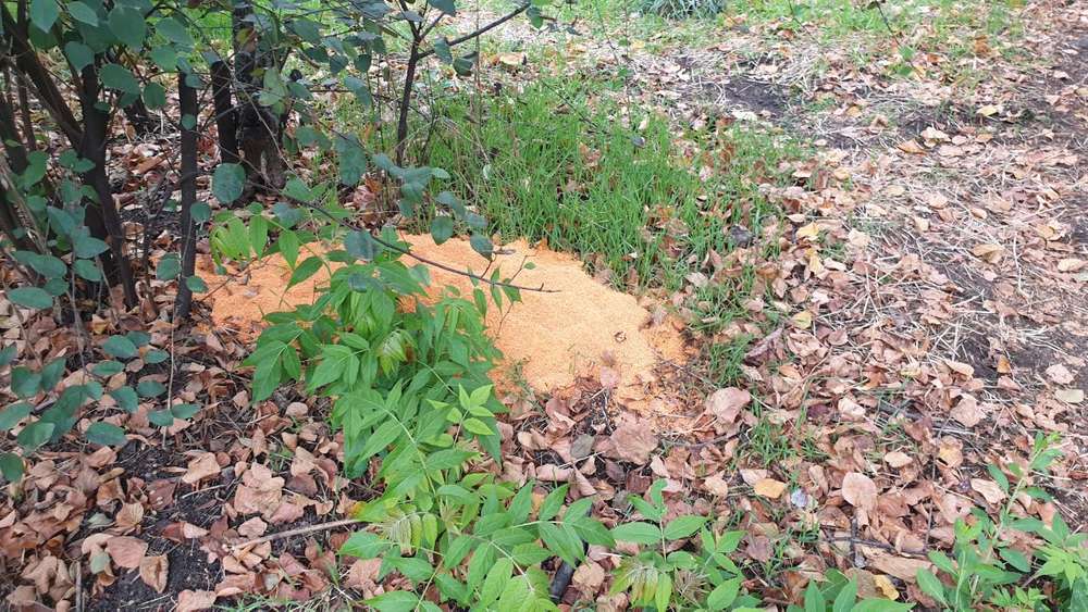 Giftköder-Unidentifizierbare orange Stücke-Profilbild