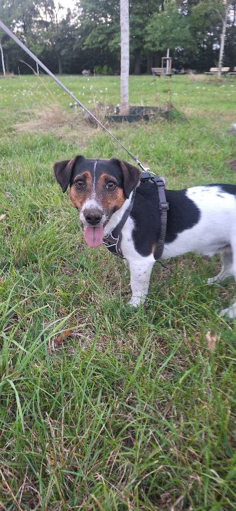 Hundetreffen-Gassi gehen/Hundebetreuung 🥰-Profilbild