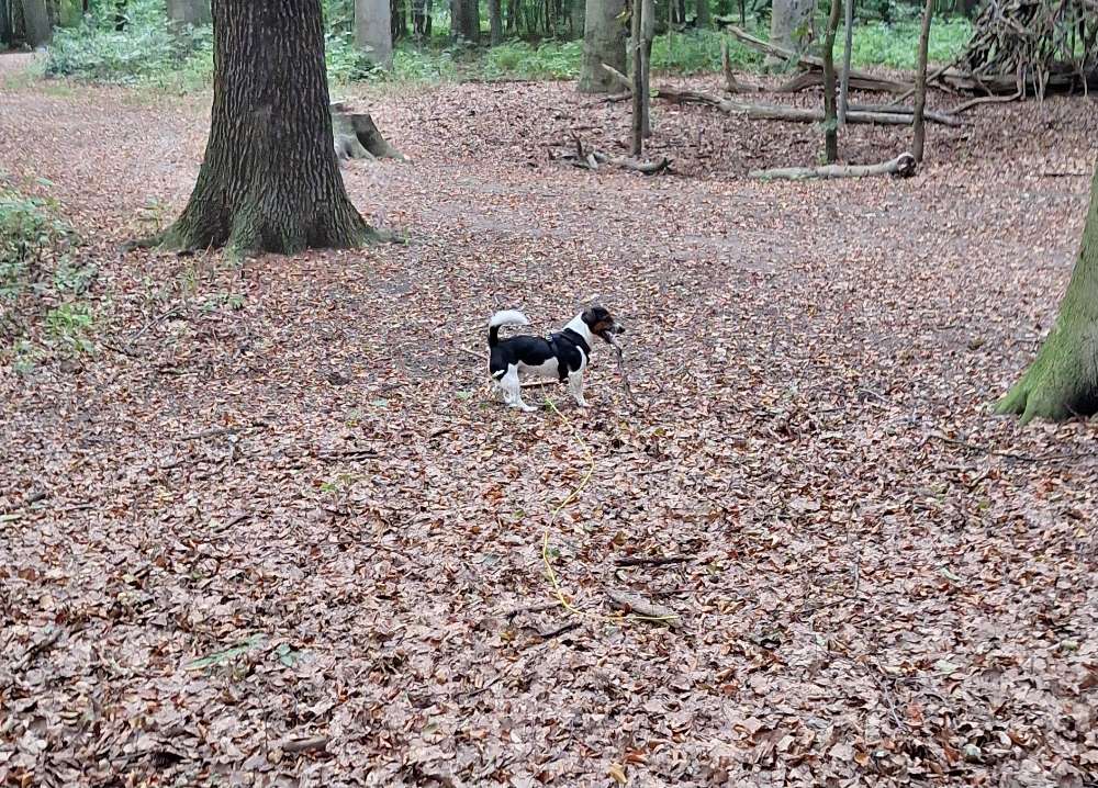 Hundetreffen-Hundebetreuung/Gassie Service❤️-Profilbild
