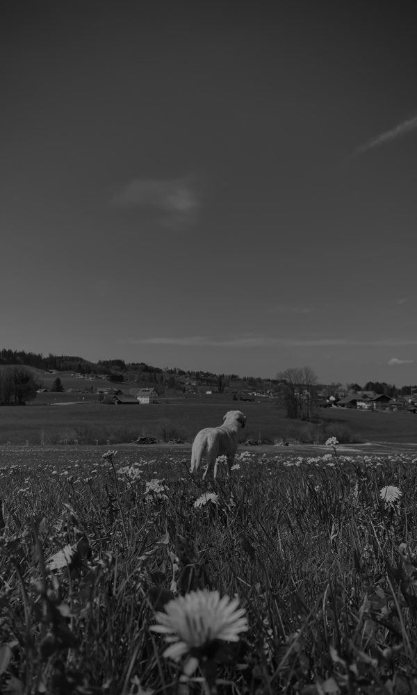 Hundetreffen-Hundetreffen am Haldebuckel-Profilbild