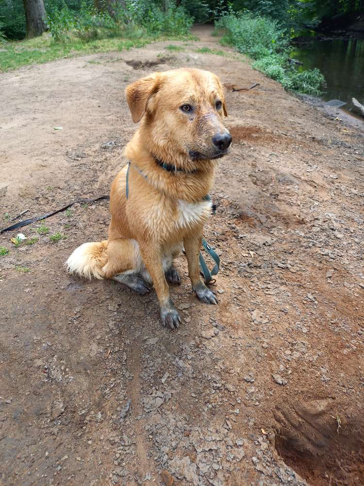 Hundetreffen-Pöbelhund mit großem Herz sucht Anschluss-Profilbild