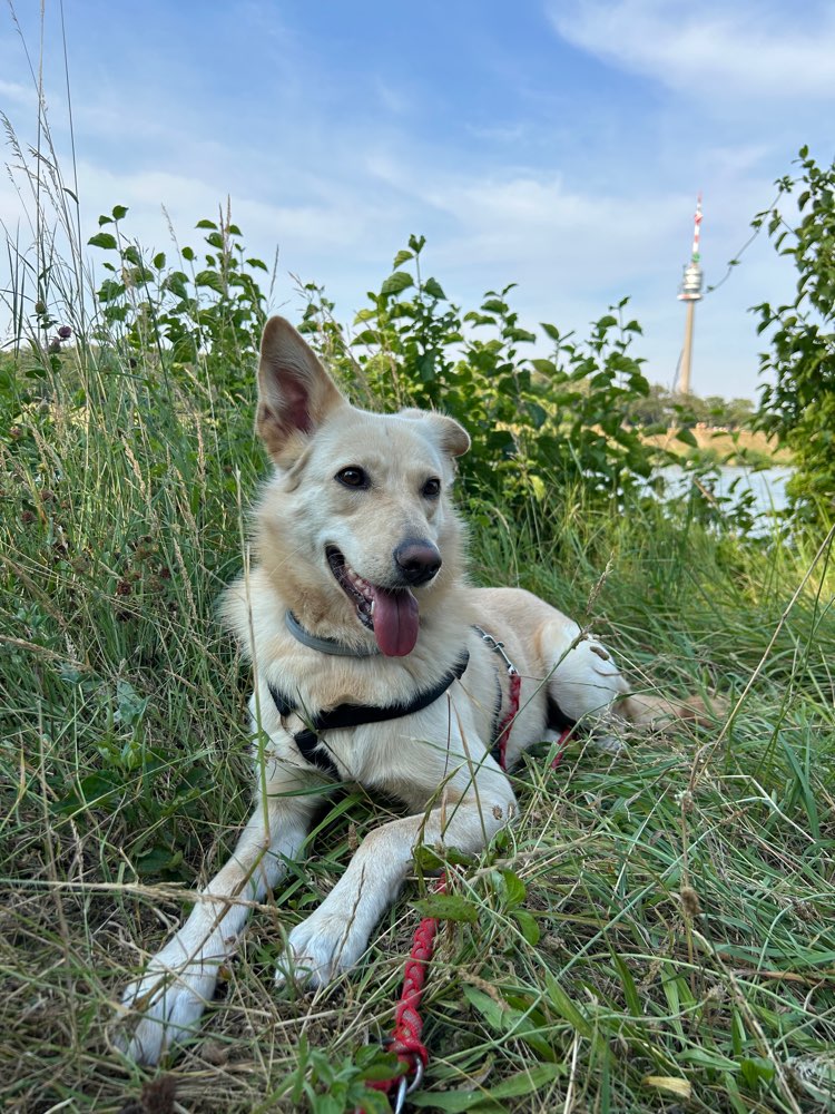 Hundetreffen-Gemeinsamer Spaziergang-Profilbild