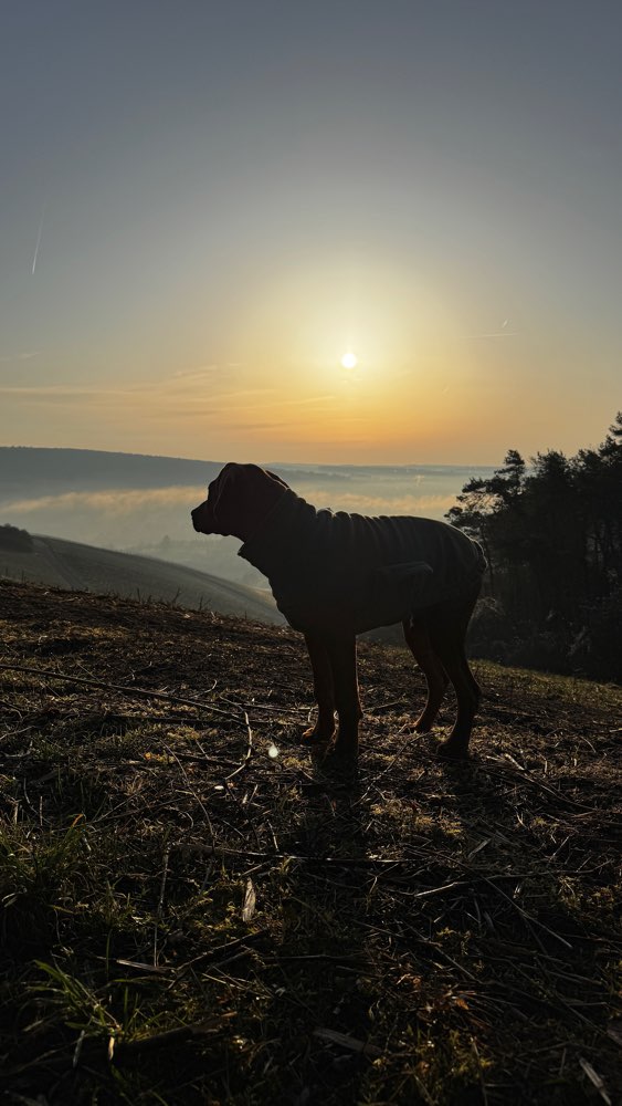 Hundetreffen-Welpentreff / Gassirunde in Leinach-Profilbild