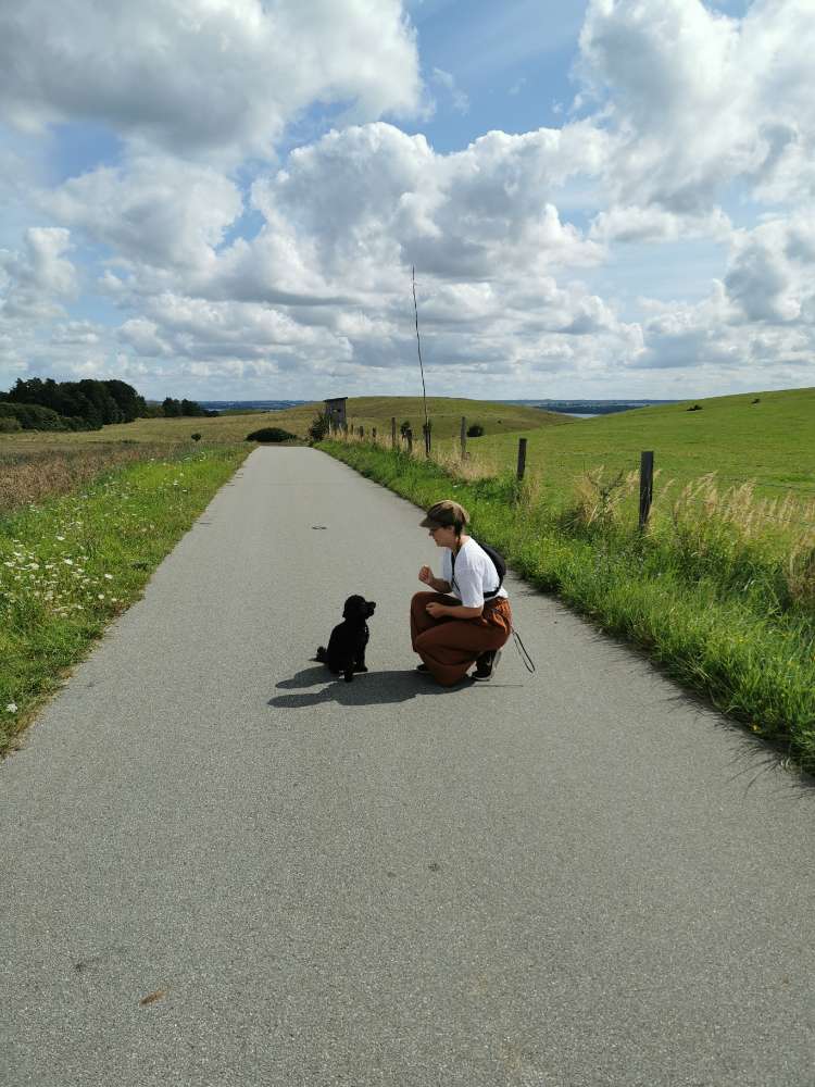 Hundetreffen-Hunderunde 🐩-Profilbild