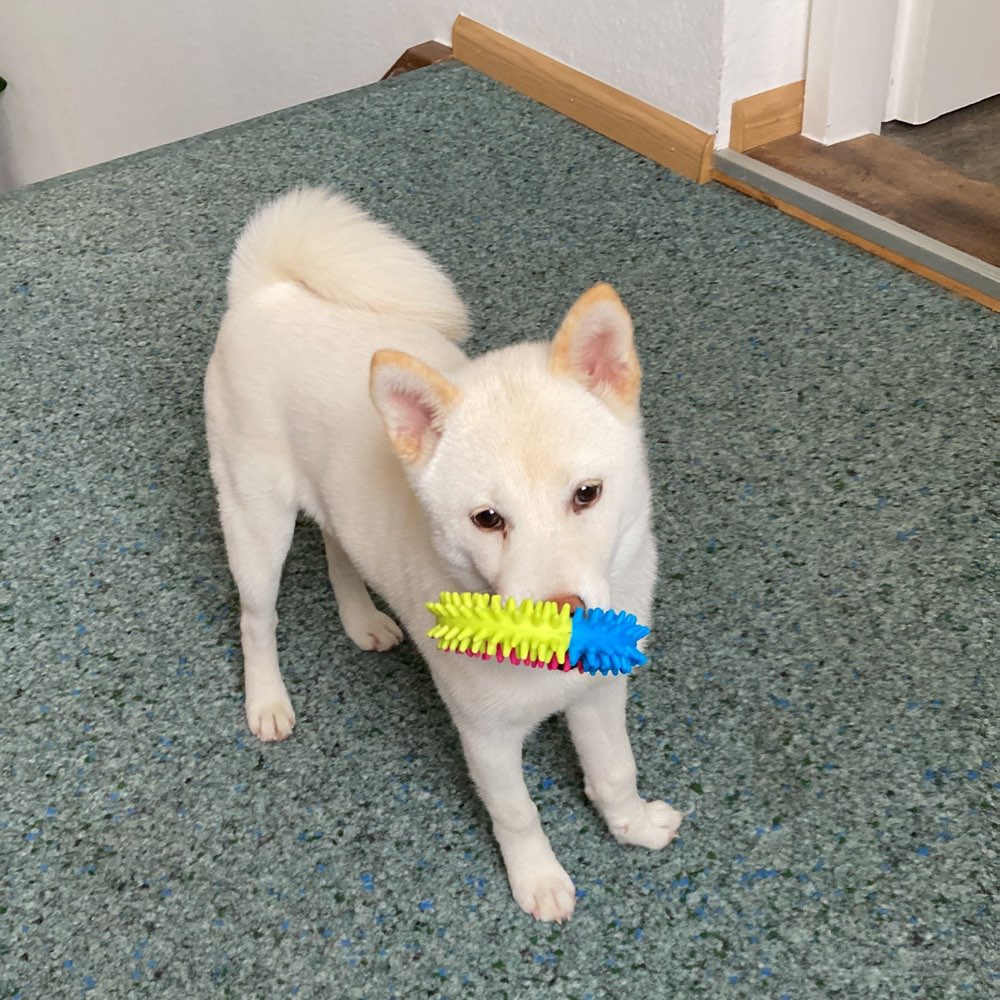 Hundetreffen-Welpentreffen-Profilbild