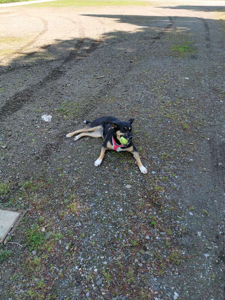 Hundetreffen-Gassi Runden in Gnadental-Profilbild