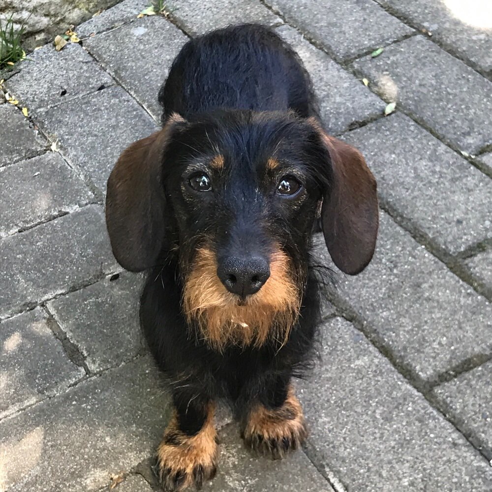 Hundetreffen-Hundetreff Erfurt Süd / Steiger/ Ndf usw-Profilbild