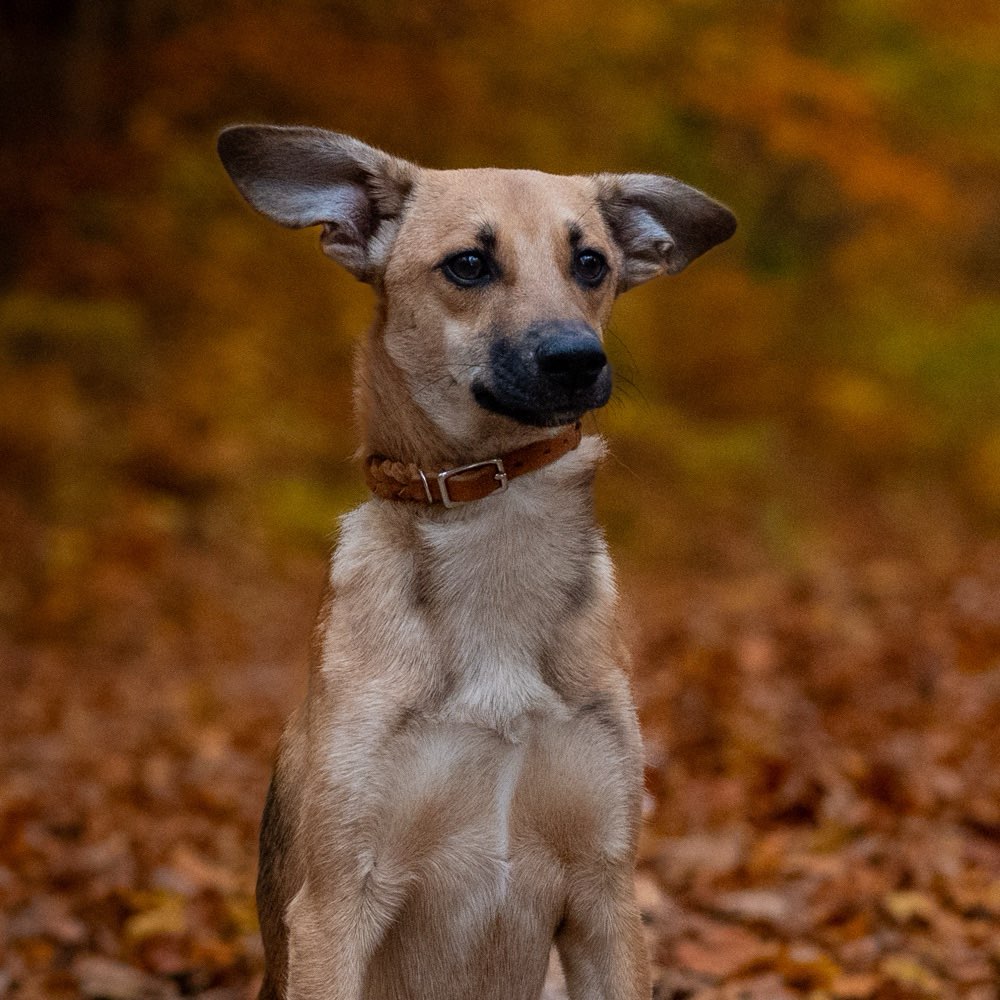 Hundetreffen-Spielgefährten gesucht-Profilbild