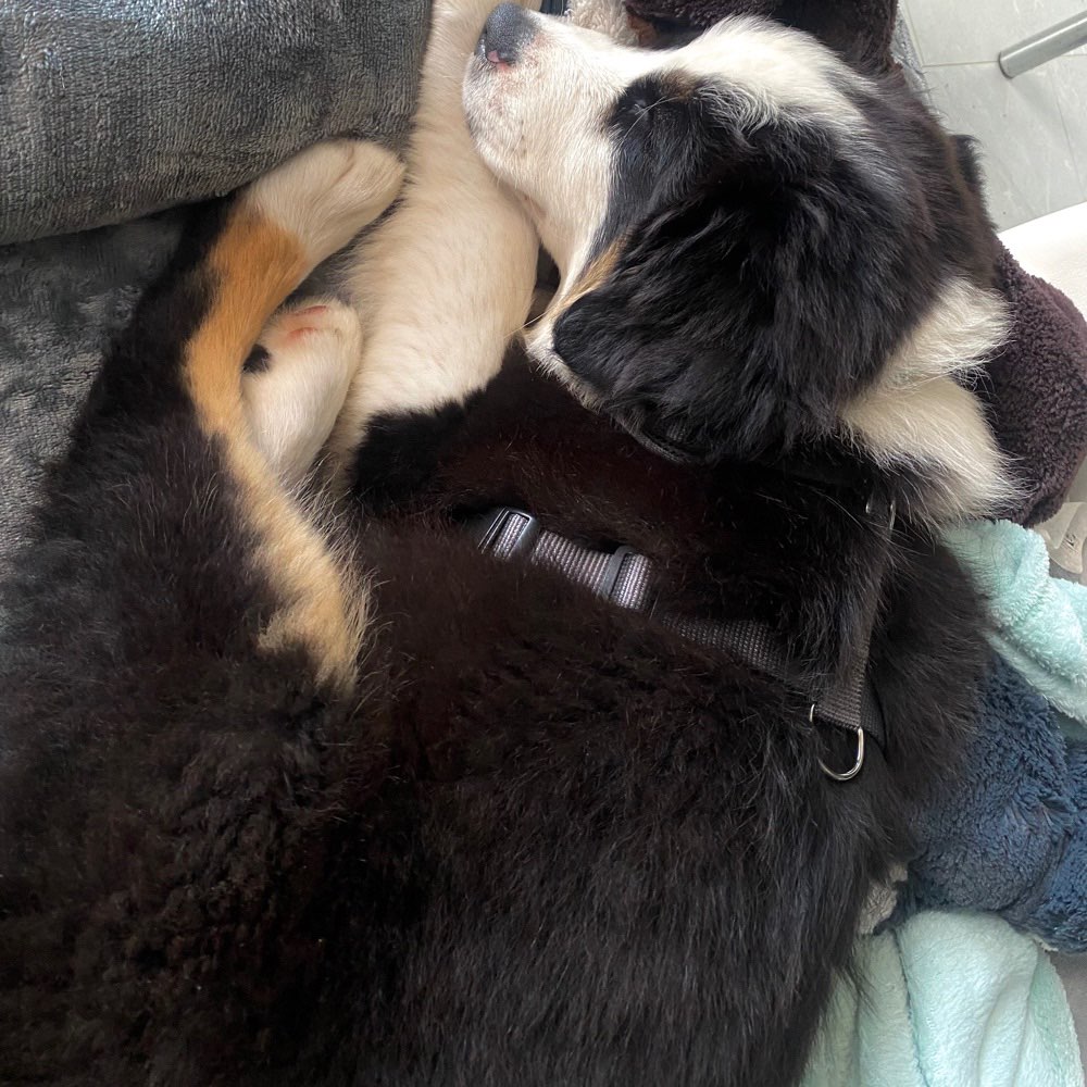 Hundetreffen-Welpentreffen in Lüdenscheid-Profilbild