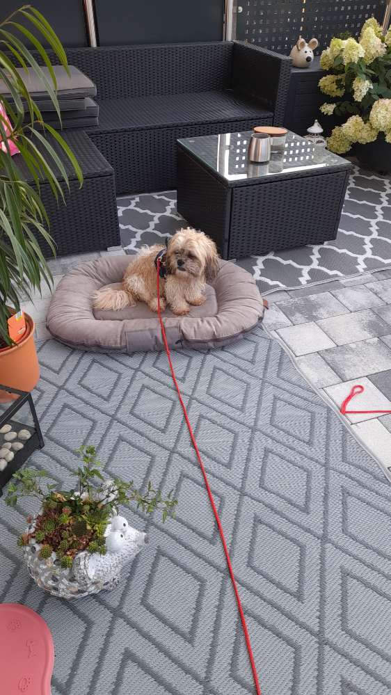 Hundetreffen-Kleiner Hunde-Profilbild