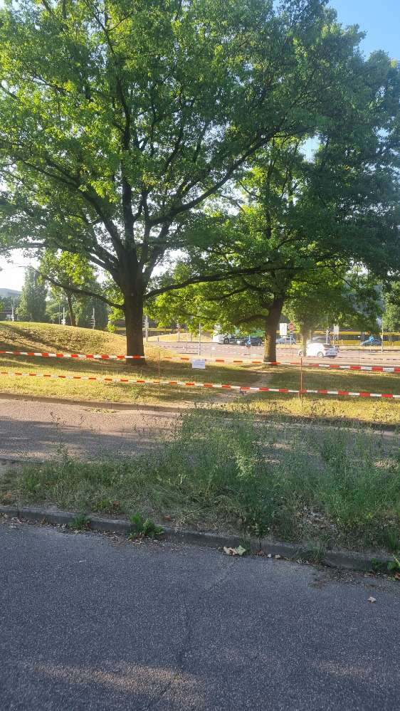 Giftköder-Eichenprozessionsspinner-Profilbild