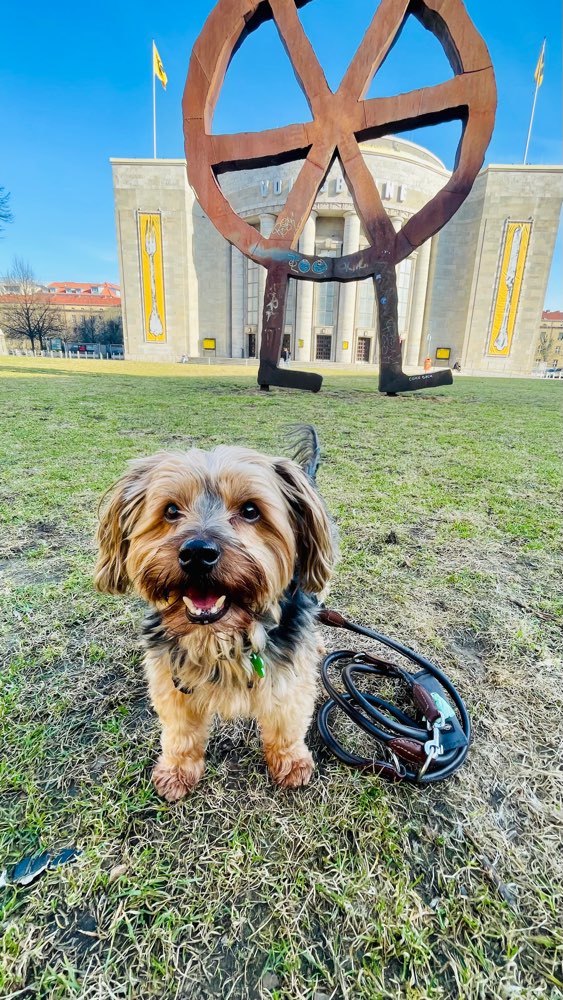 Hundetreffen-Playdates and walks with Otto-Profilbild