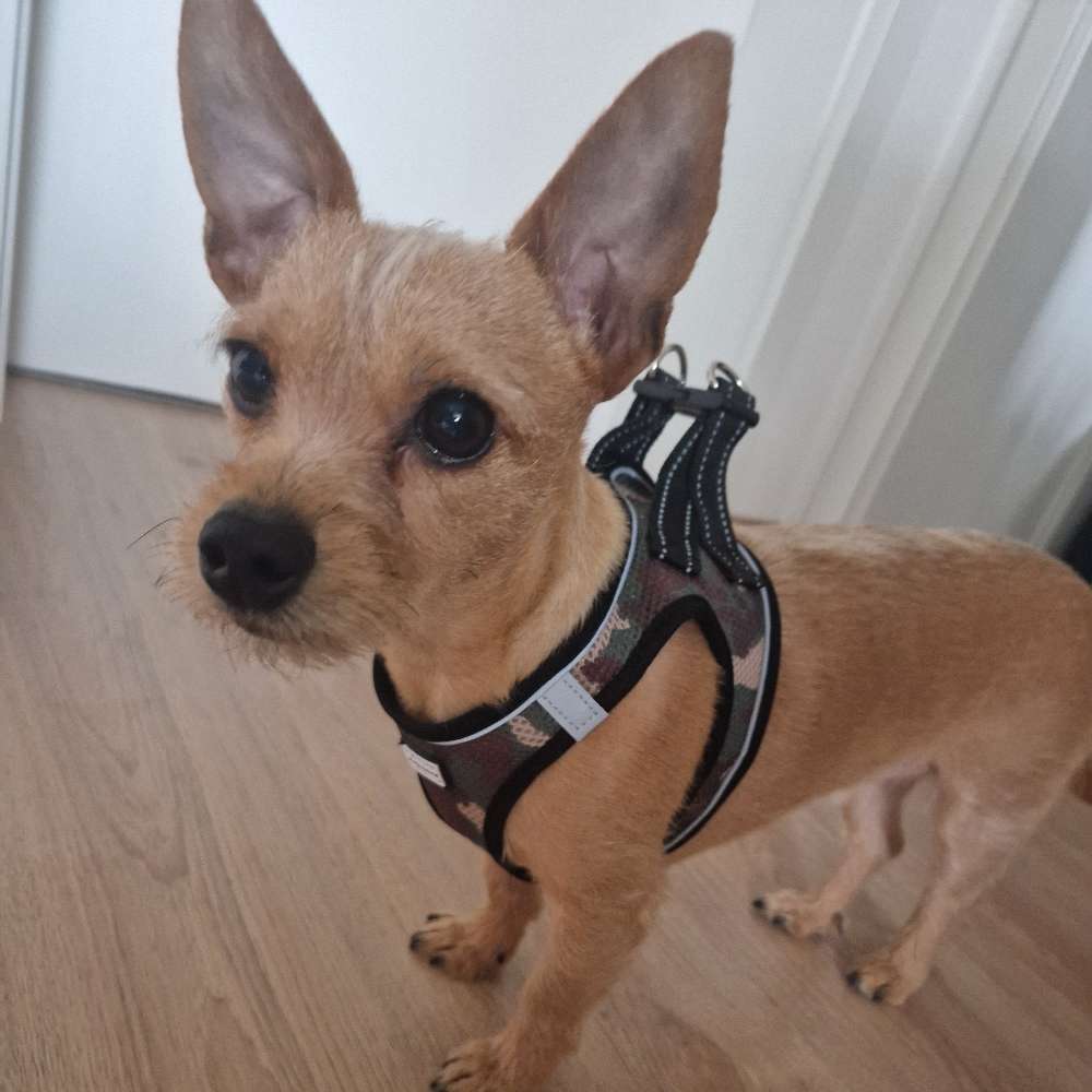 Hundetreffen-Gassi runde-Profilbild