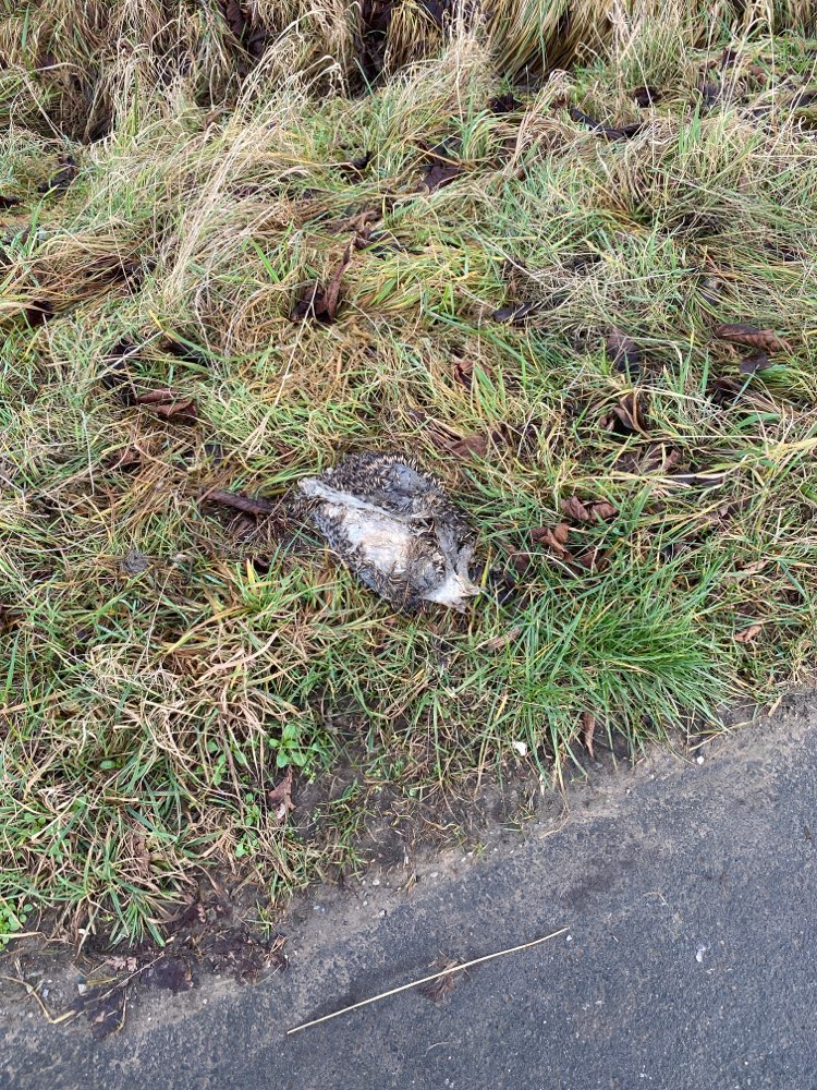 Giftköder-Toter Igel-Profilbild