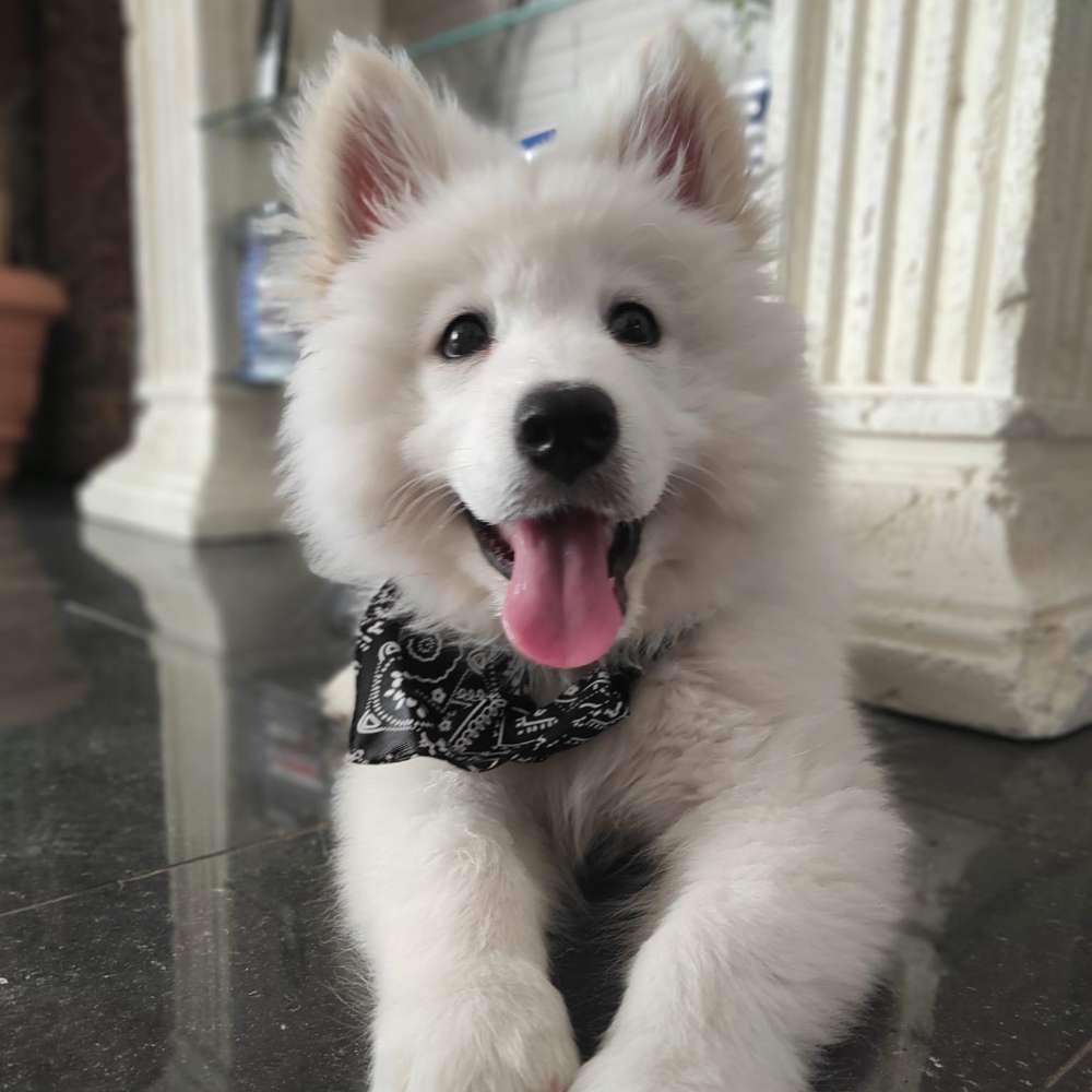 Hundetreffen-Welpentreffen für Paşa in Rudow-Profilbild