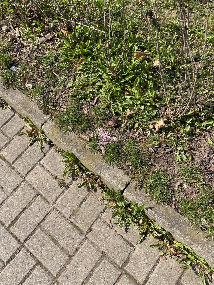 Giftköder-Giftköder-Profilbild